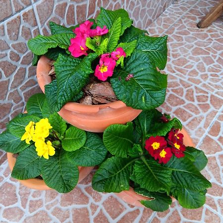 Willa Casa Da Rosarinha Água de Alto Zewnętrze zdjęcie